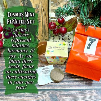December 7- Cosmos Mini Planter Set