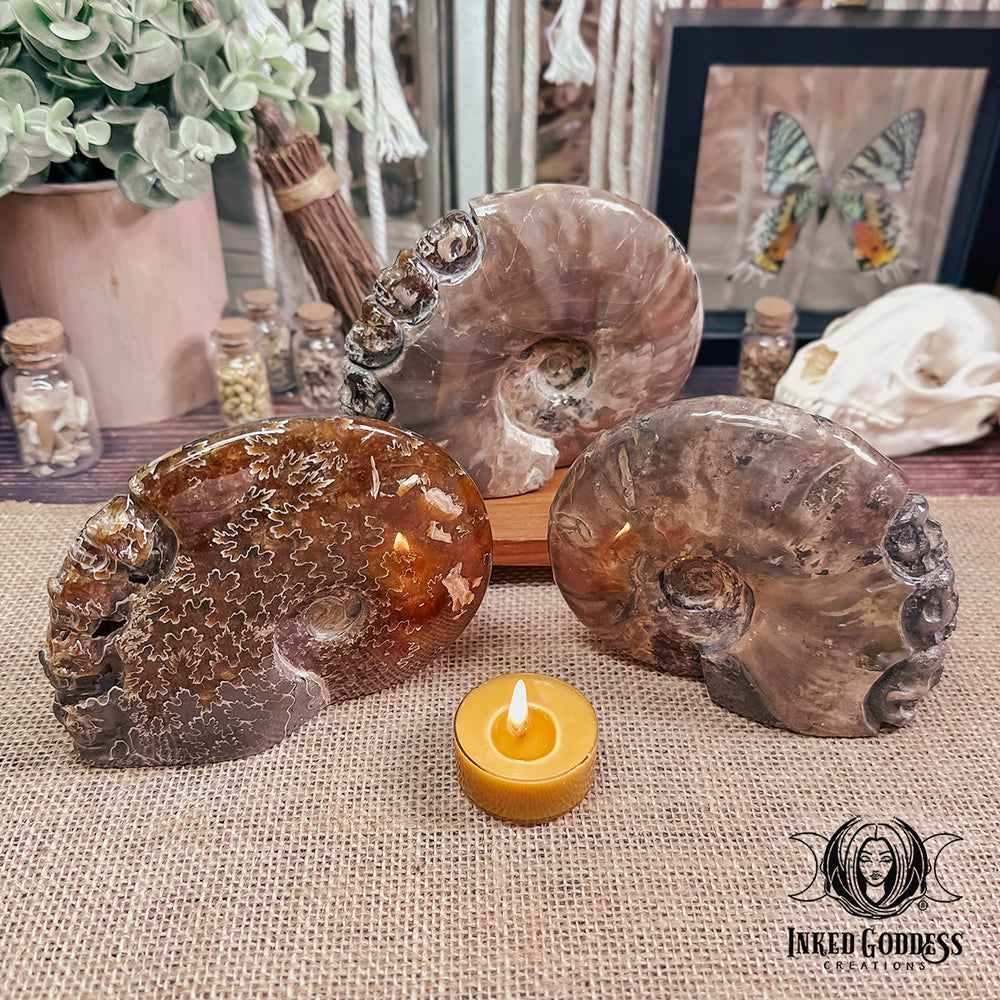Ammonite with Skulls Carving for Soul Path Activation