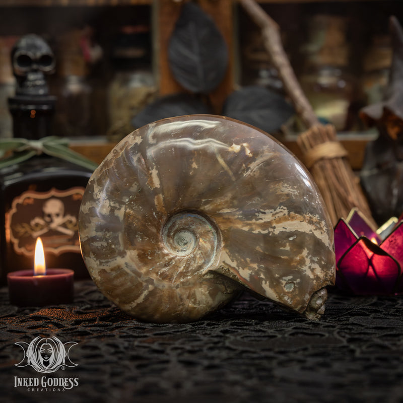 Load image into Gallery viewer, Ammonite with Carved Skulls for Amplified Intention
