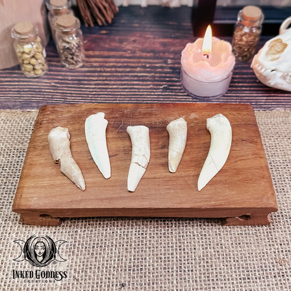 Enchodus Tooth- Set of 5 for Healing Past Lives