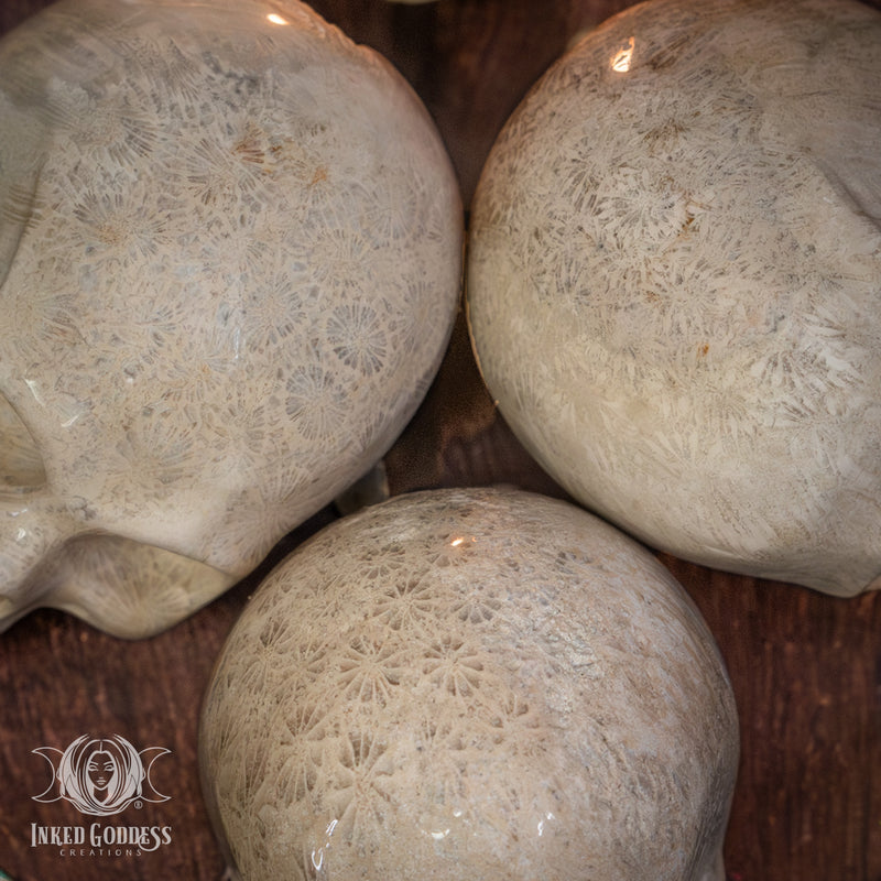Load image into Gallery viewer, Fossil Coral Skull for Ancient Wisdom
