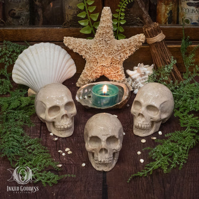 Fossil Coral Skull for Ancient Wisdom