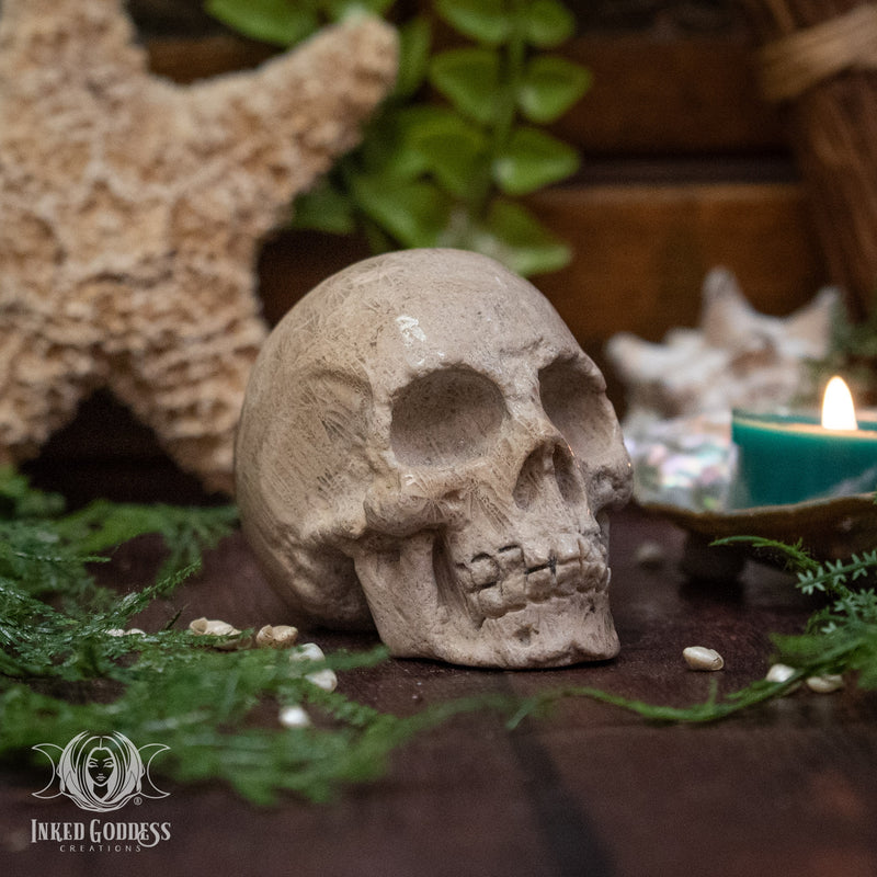 Load image into Gallery viewer, Fossil Coral Skull for Ancient Wisdom
