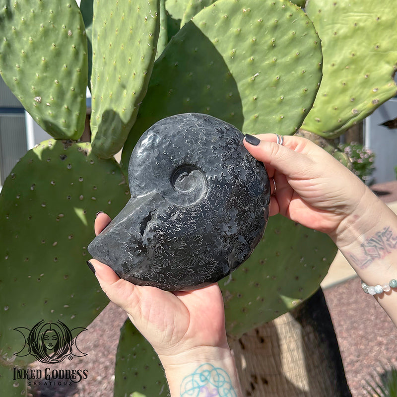 Load image into Gallery viewer, Grey Ammonite with Snake for Soul Path Transformation
