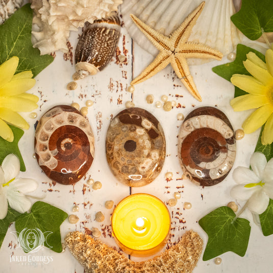 Timor Ammonite Palm Stone for Third Eye Activation