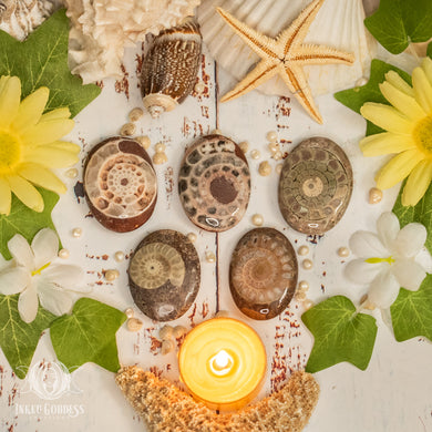 Timor Ammonite Palm Stone for Third Eye Activation