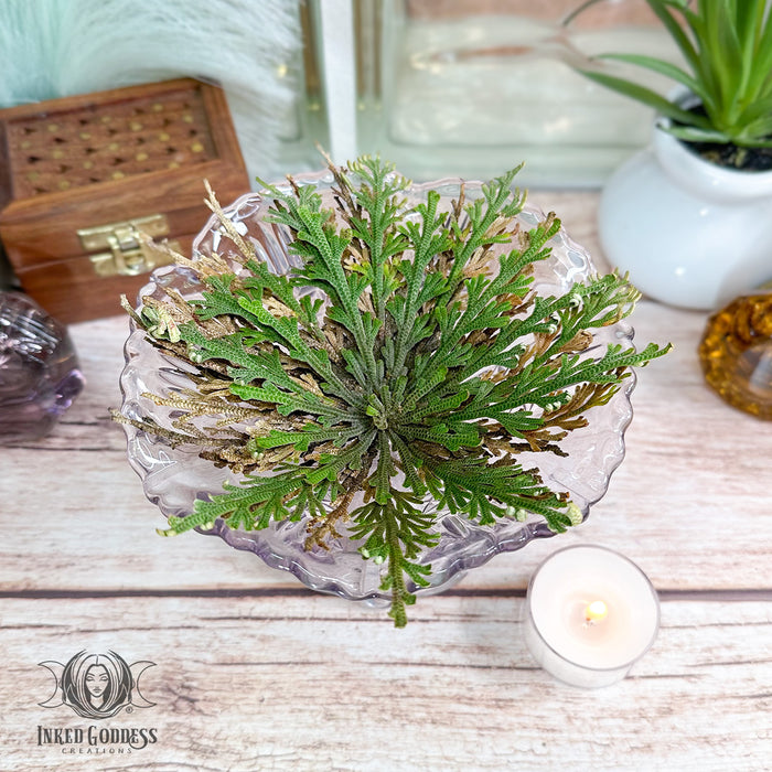 Rose of Jericho Plant for New Beginnings- Inked Goddess Creations